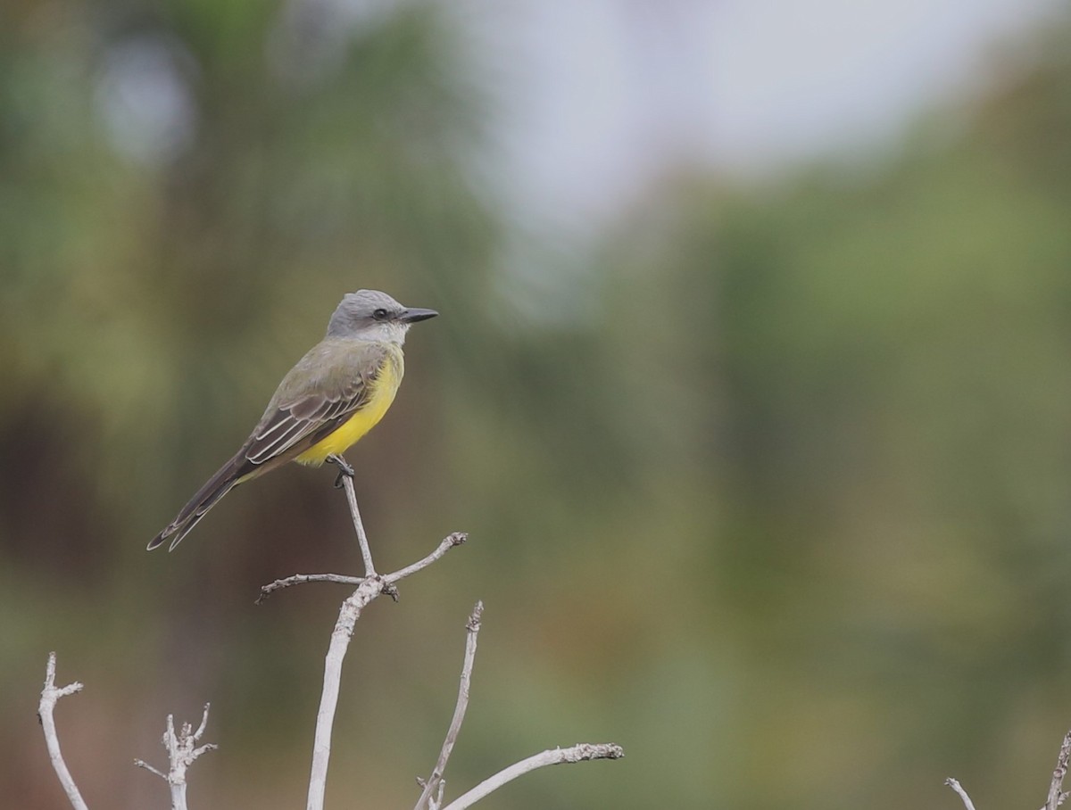Tropical Kingbird - ML615670130