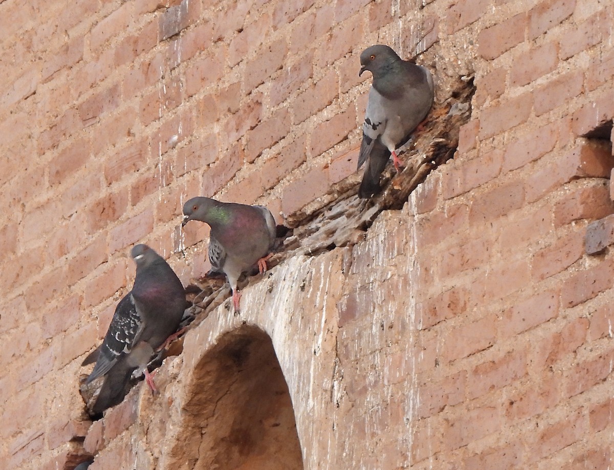 Rock Pigeon (Feral Pigeon) - ML615670167