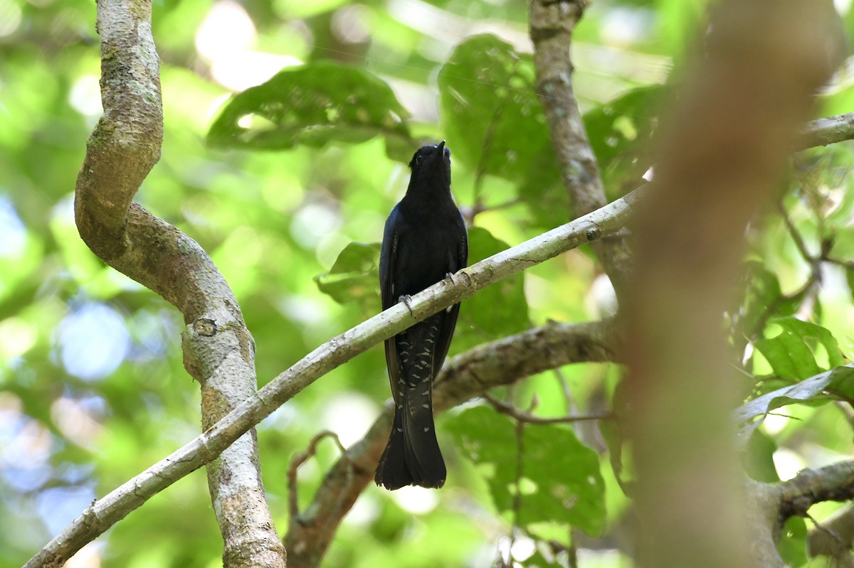 Square-tailed Drongo-Cuckoo - ML615670173