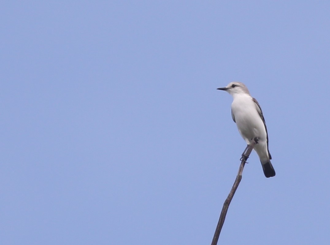 White-rumped Monjita - ML615670183