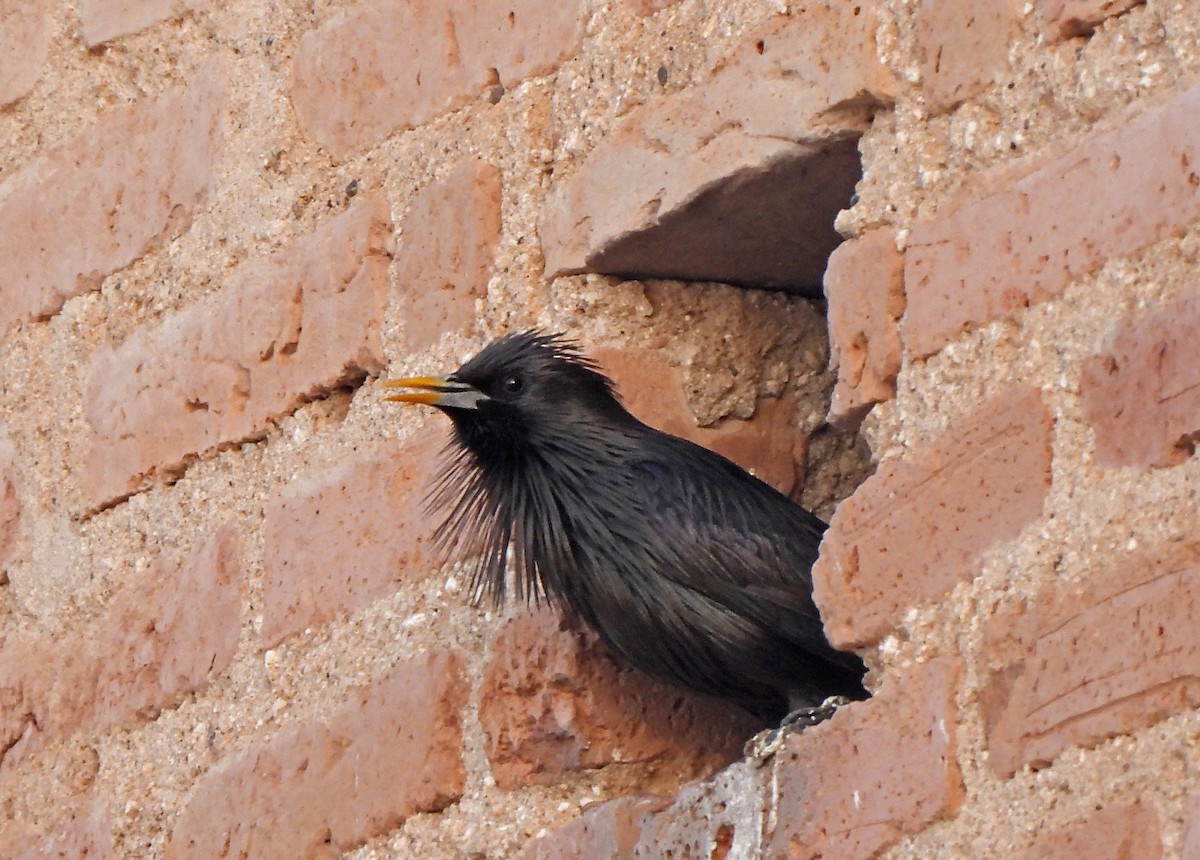 Spotless Starling - ML615670187