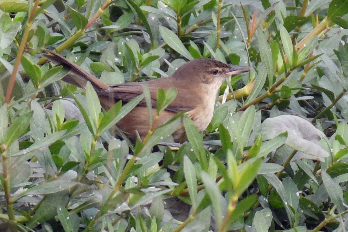 Clamorous Reed Warbler - ML615670263