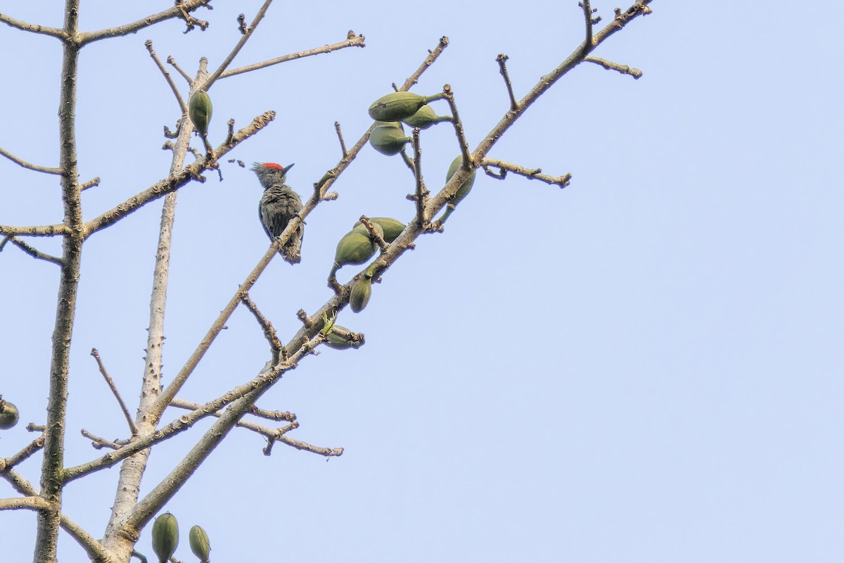 Gray-and-buff Woodpecker - Muangpai Suetrong