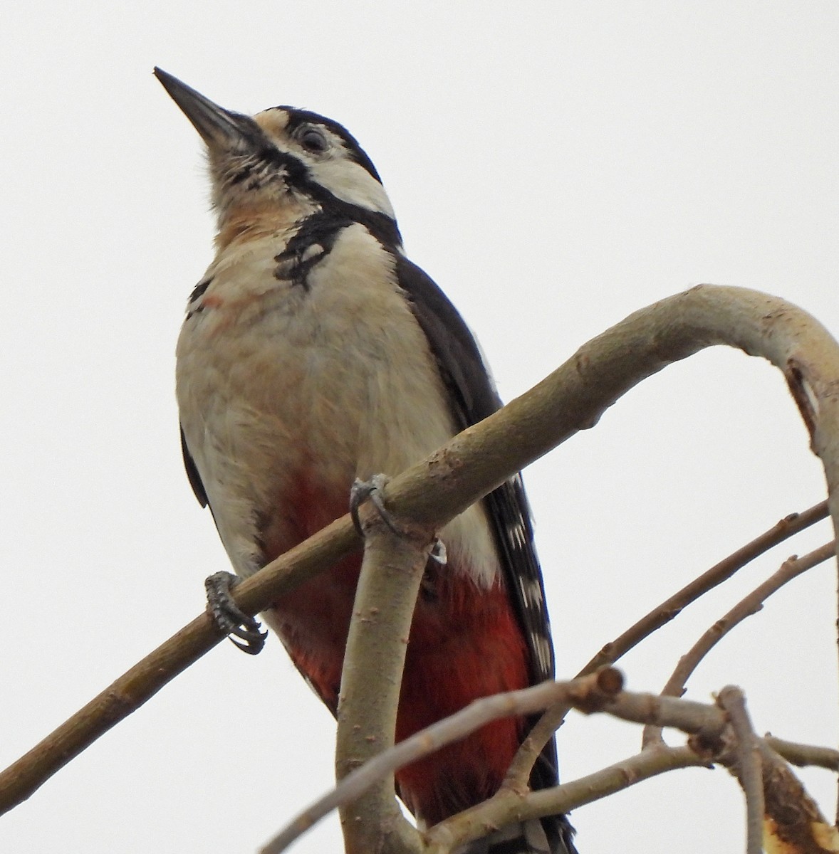 Great Spotted Woodpecker (Atlas) - Lina Golovneva