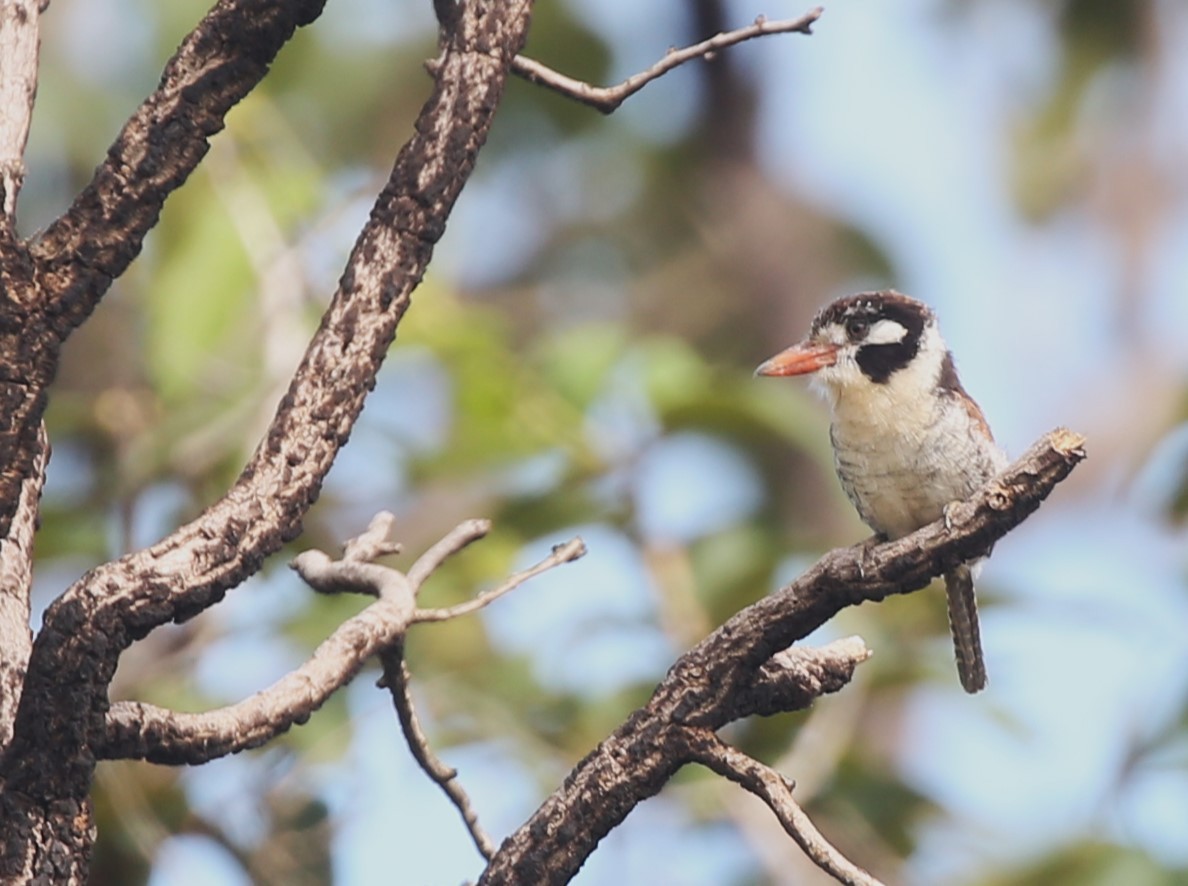 White-eared Puffbird - ML615670277