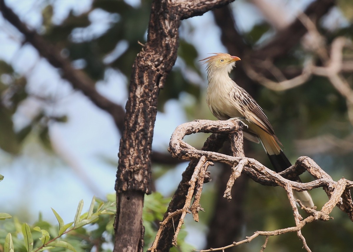 Guira Cuckoo - ML615670284