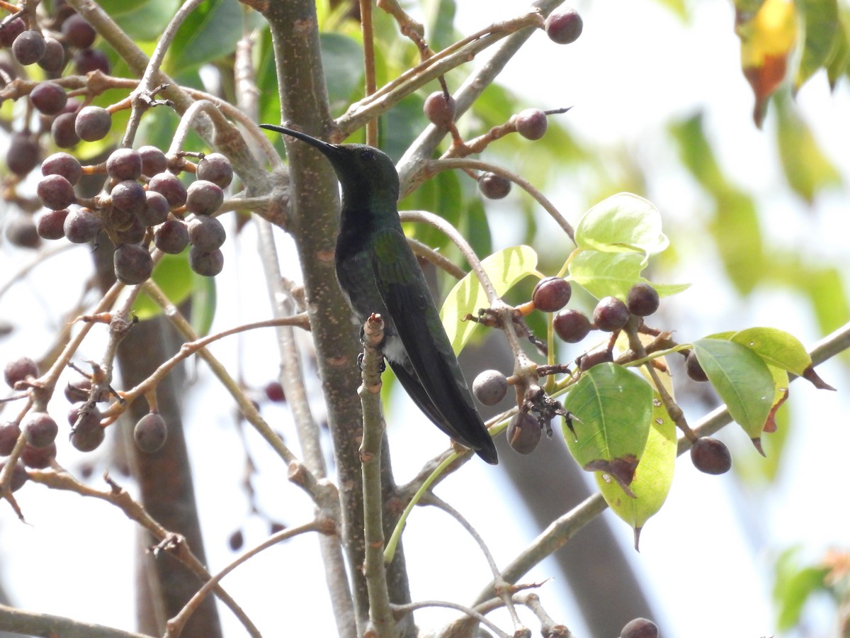 Mango Dominicano (aurulentus) - ML615670294