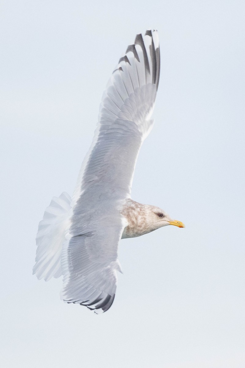 Gaviota Groenlandesa (thayeri) - ML615670385