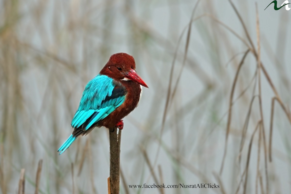 White-throated Kingfisher - Nusrat Ali