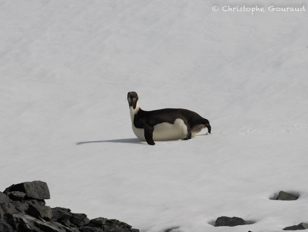 Emperor Penguin - ML615670404