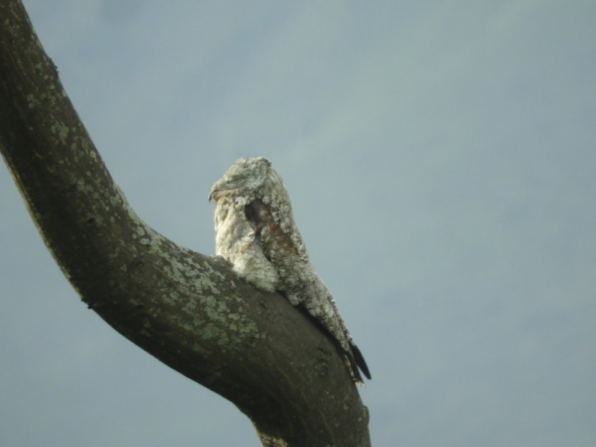 Great Potoo - ML615670416