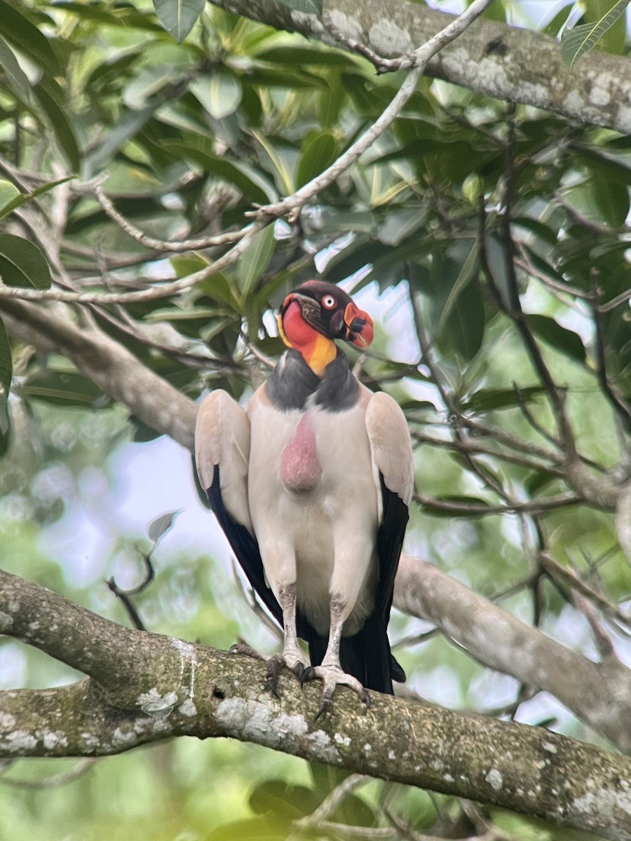 King Vulture - ML615670424