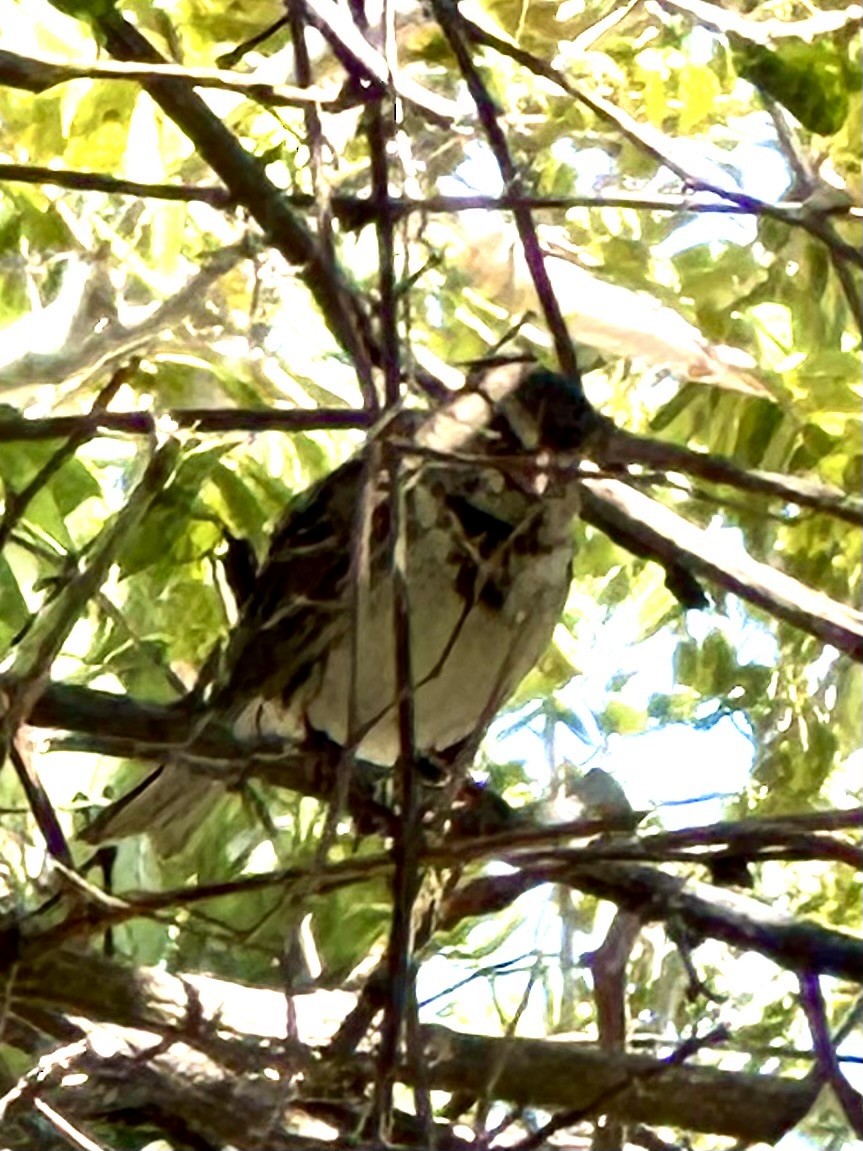 Harris's Sparrow - ML615670436