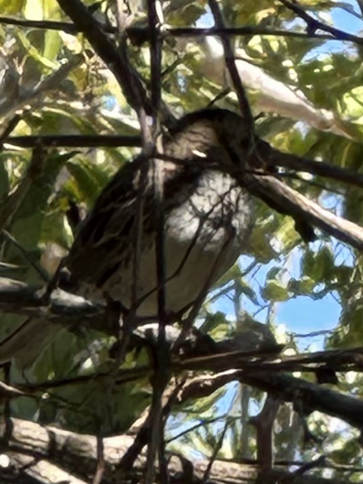 Harris's Sparrow - ML615670437