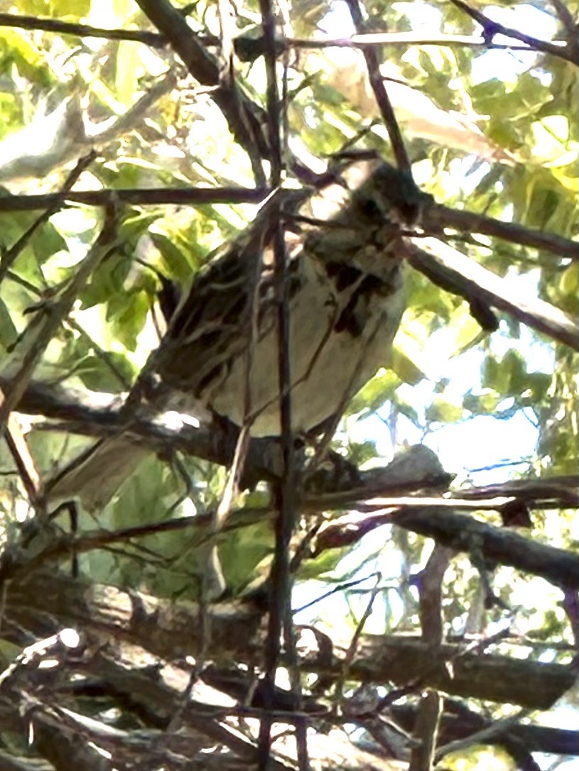 Harris's Sparrow - ML615670438