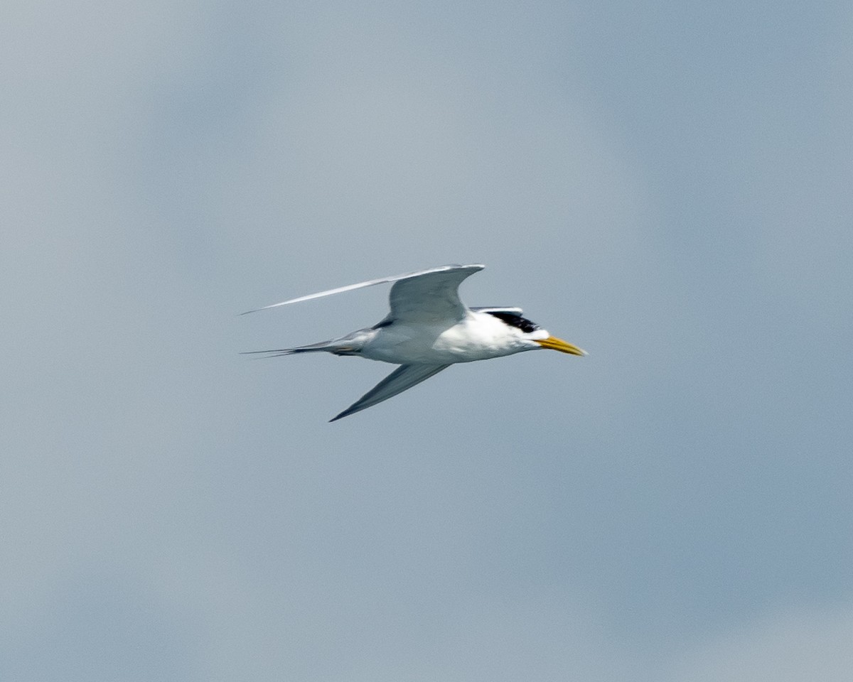 Great Crested Tern - ML615670520