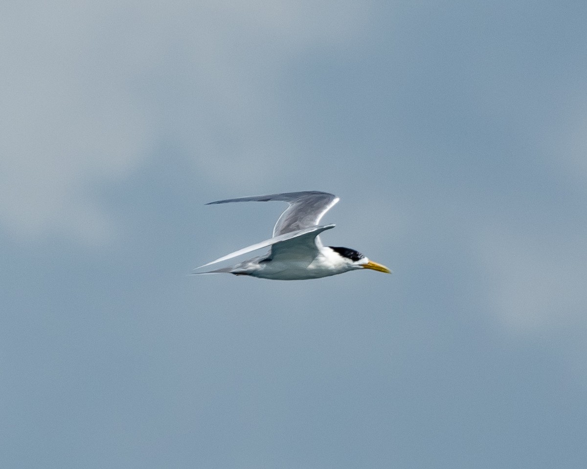 Great Crested Tern - ML615670521