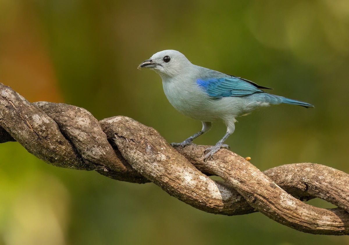 Blue-gray Tanager - ML615670566
