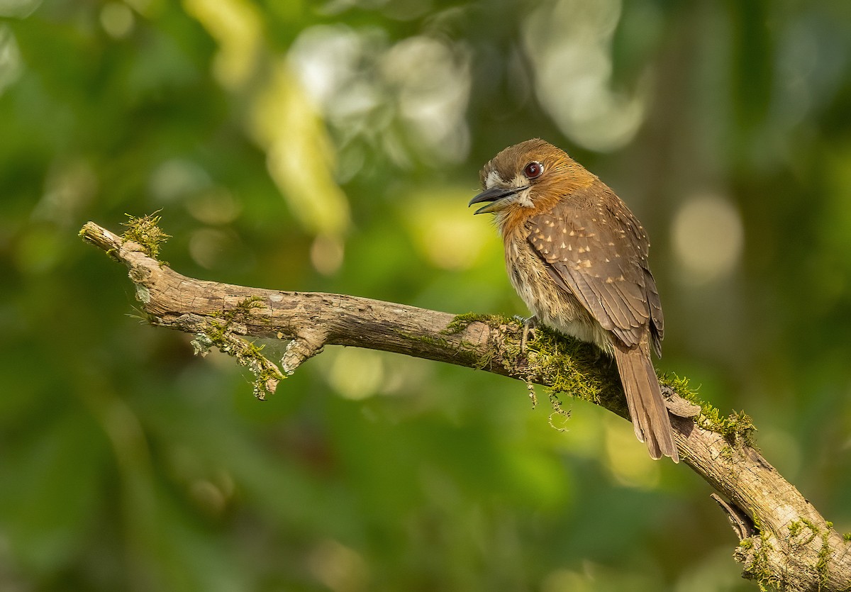 Moustached Puffbird - ML615670584