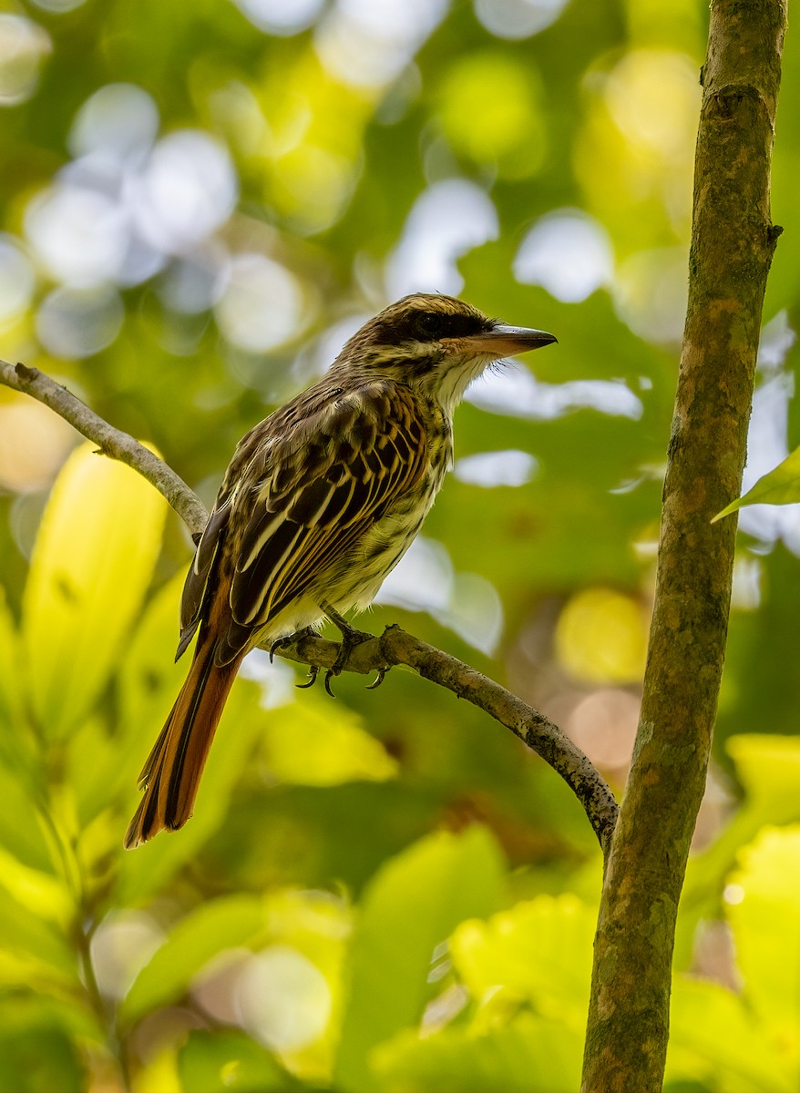 Streaked Flycatcher - ML615670588