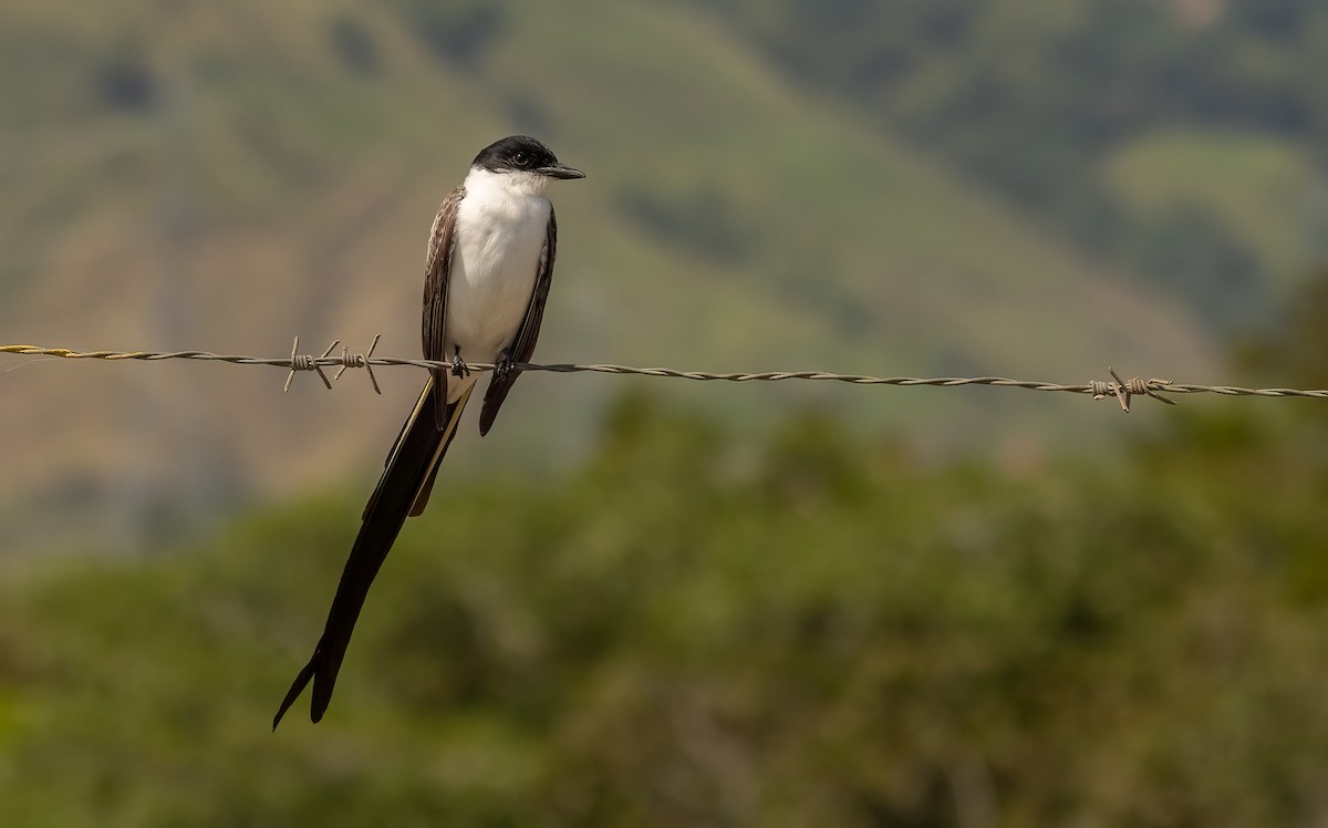 Fork-tailed Flycatcher - ML615670592
