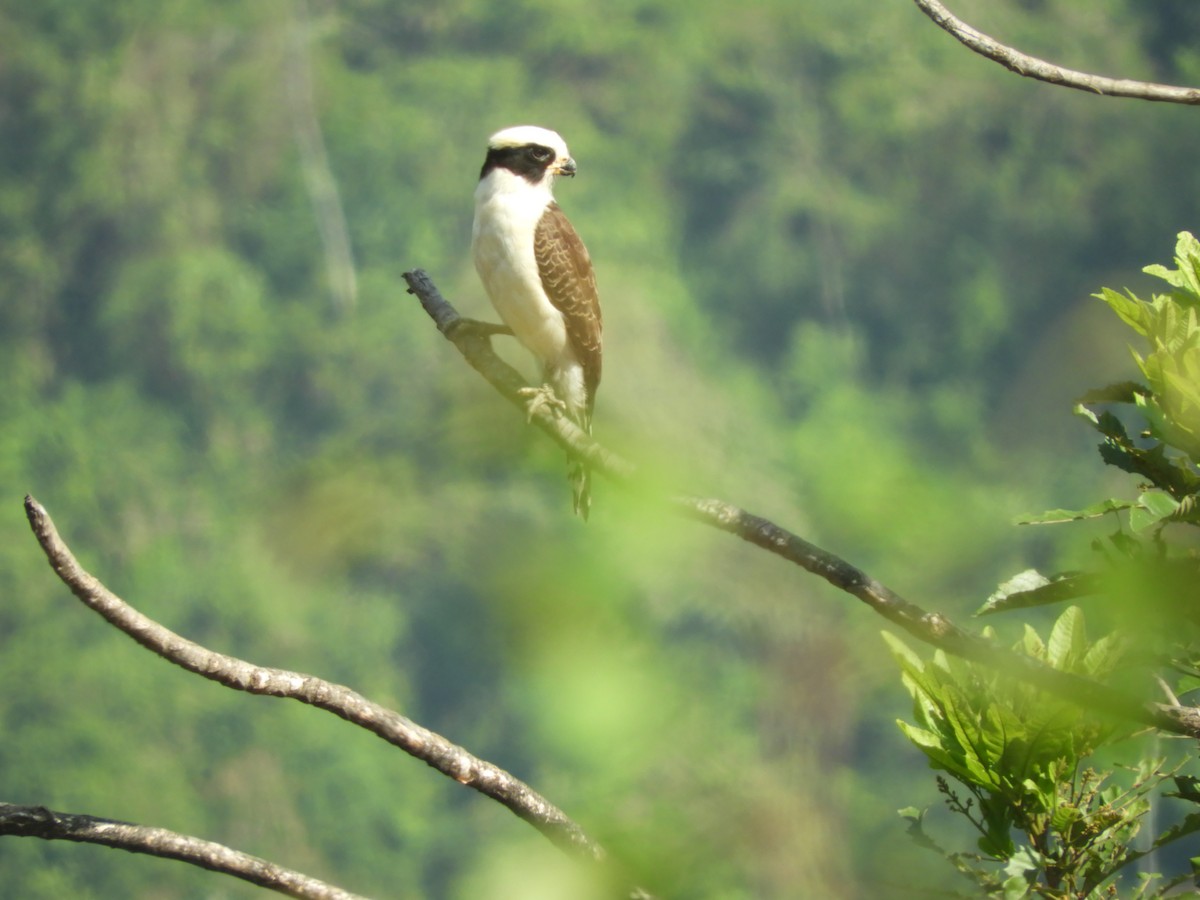 Laughing Falcon - ML615670610