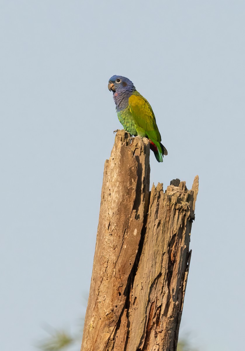 Blue-headed Parrot - ML615670614
