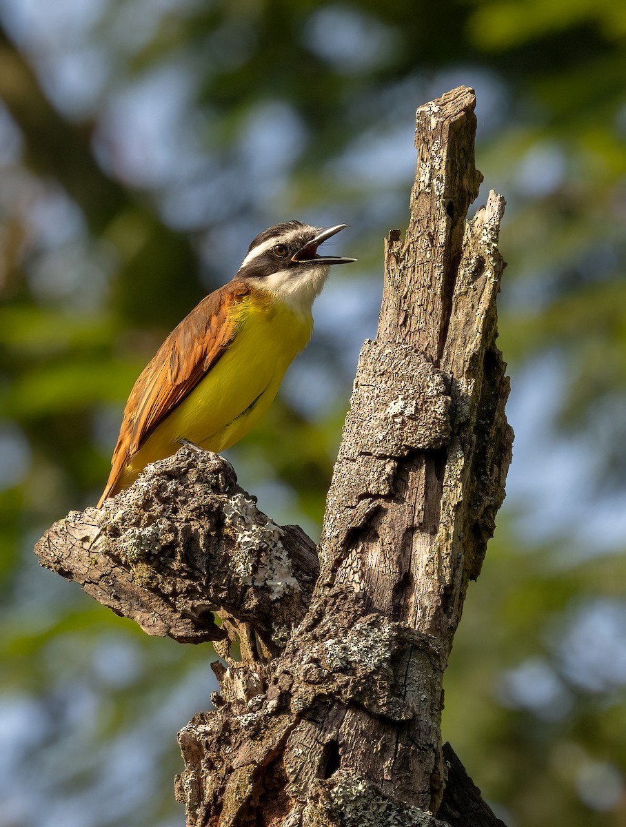 Great Kiskadee - ML615670624