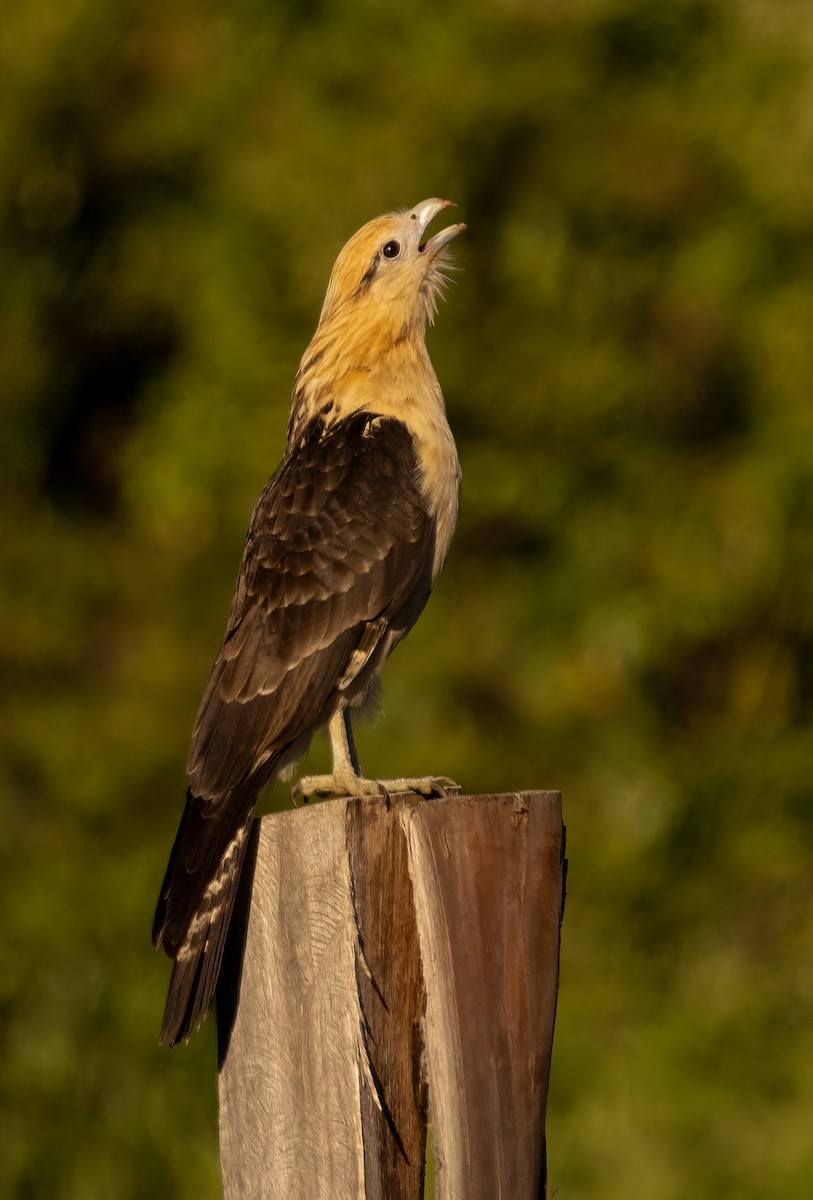 Yellow-headed Caracara - ML615670699