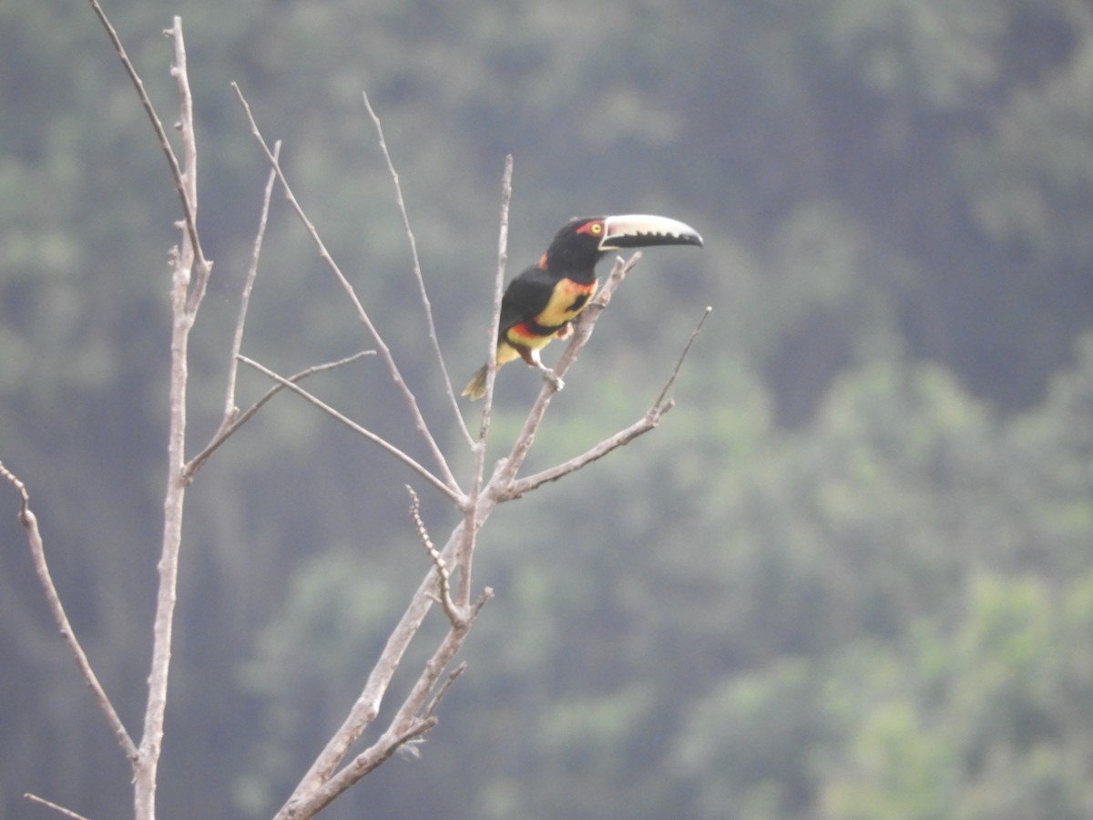 Collared Aracari - ML615670708