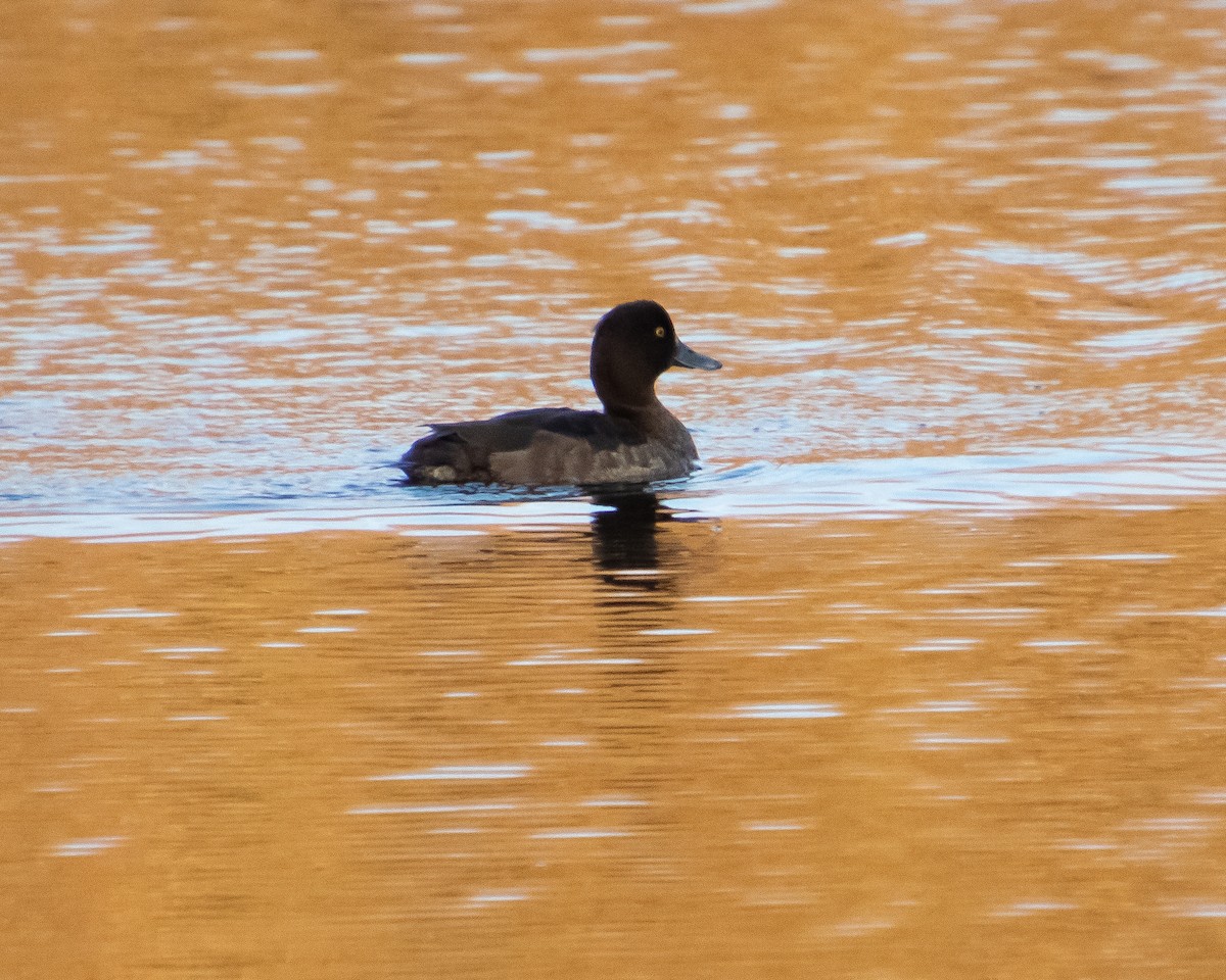 Tufted Duck - ML615670713