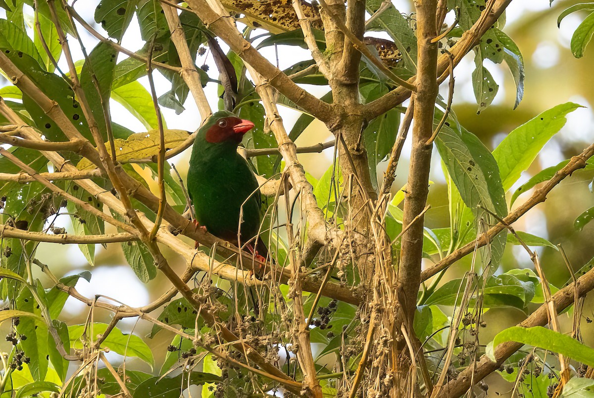 Grass-green Tanager - ML615670729
