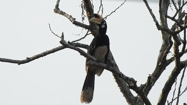 orienthornfugl - ML615670733