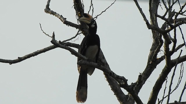 orienthornfugl - ML615670737