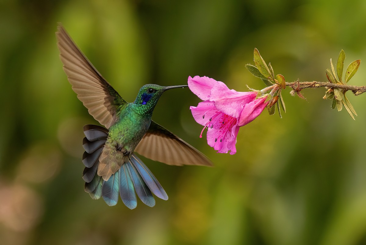 Lesser Violetear (Andean) - ML615670758