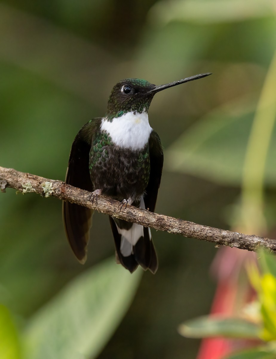 Collared Inca - ML615670778