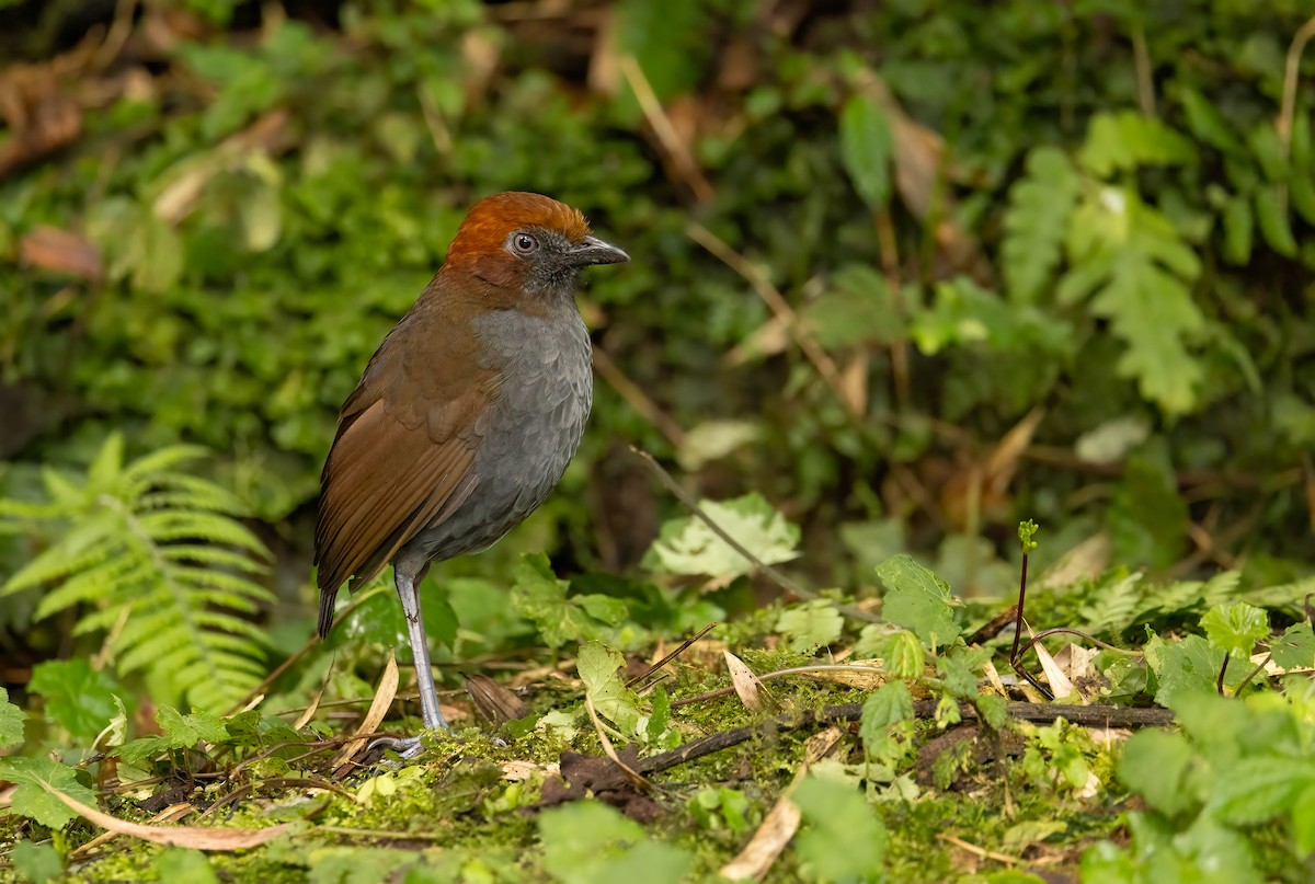Chestnut-naped Antpitta - ML615670786