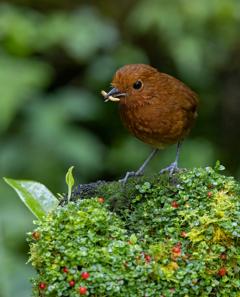 Chami Antpitta - ML615670796