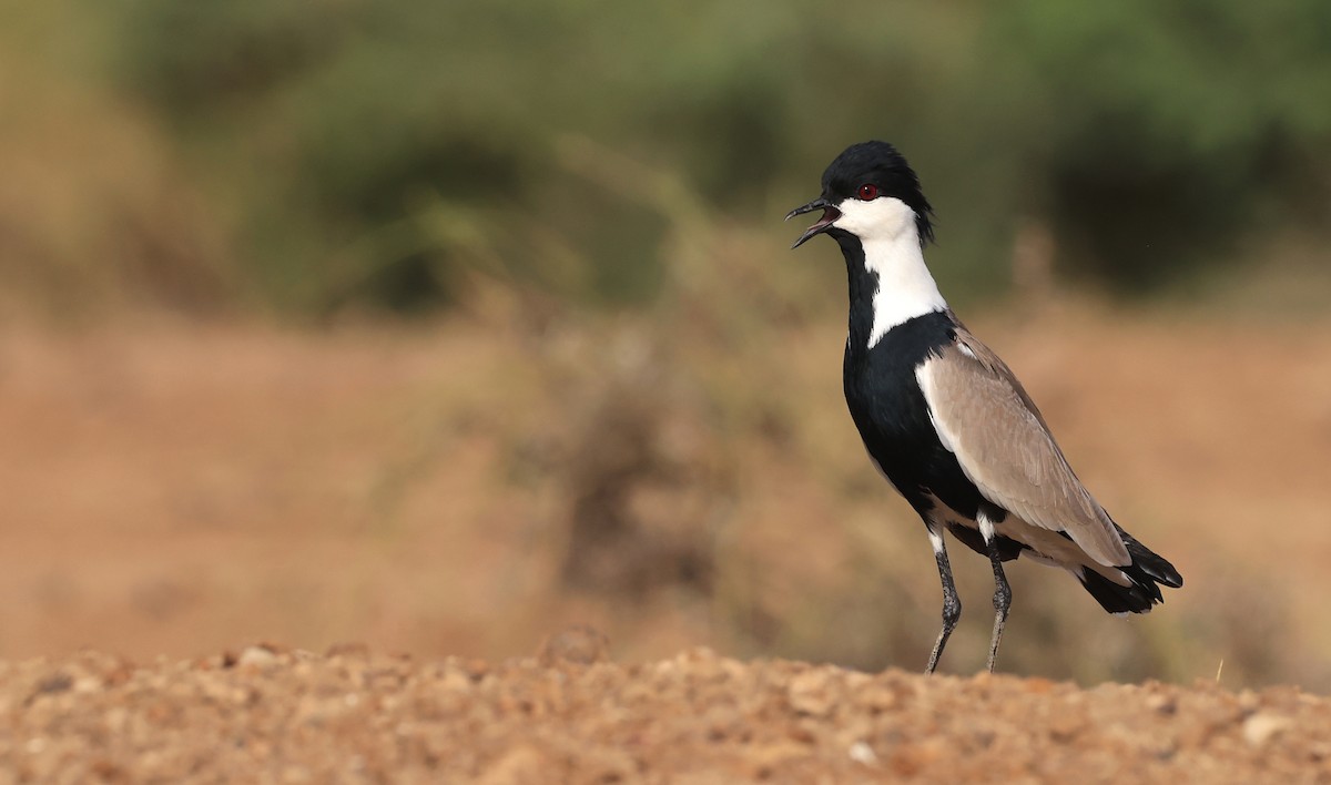 Spur-winged Lapwing - ML615670869