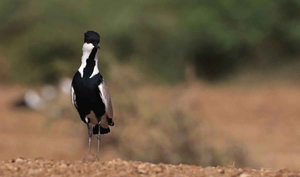 Spur-winged Lapwing - ML615670870