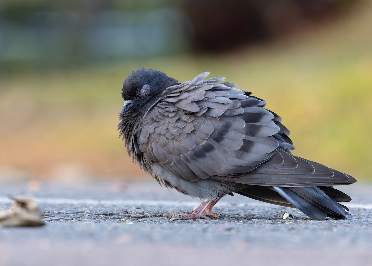 Rock Pigeon (Feral Pigeon) - ML615670958