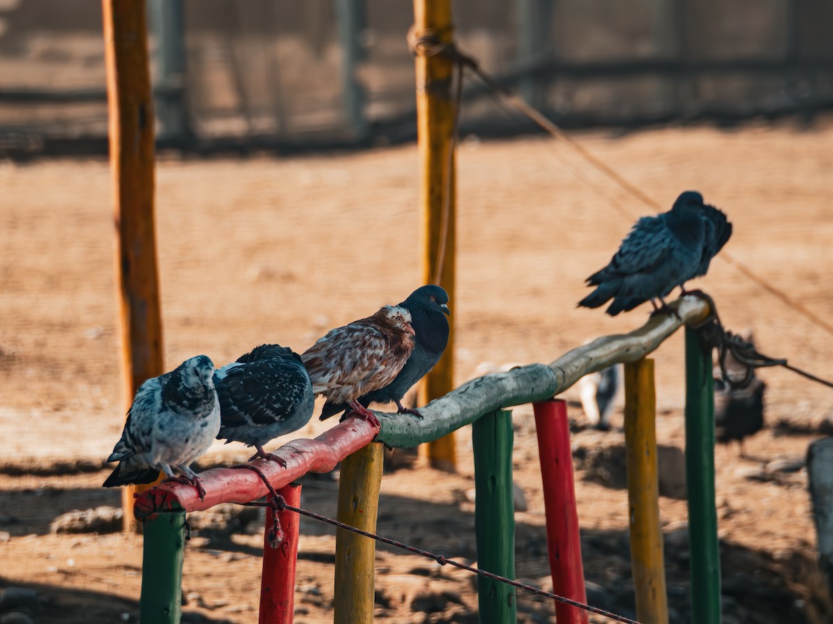 Rock Pigeon (Feral Pigeon) - Ariel Florentino