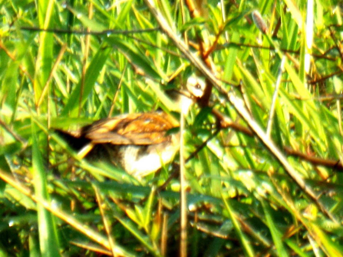 Yellow-breasted Crake - ML615670990