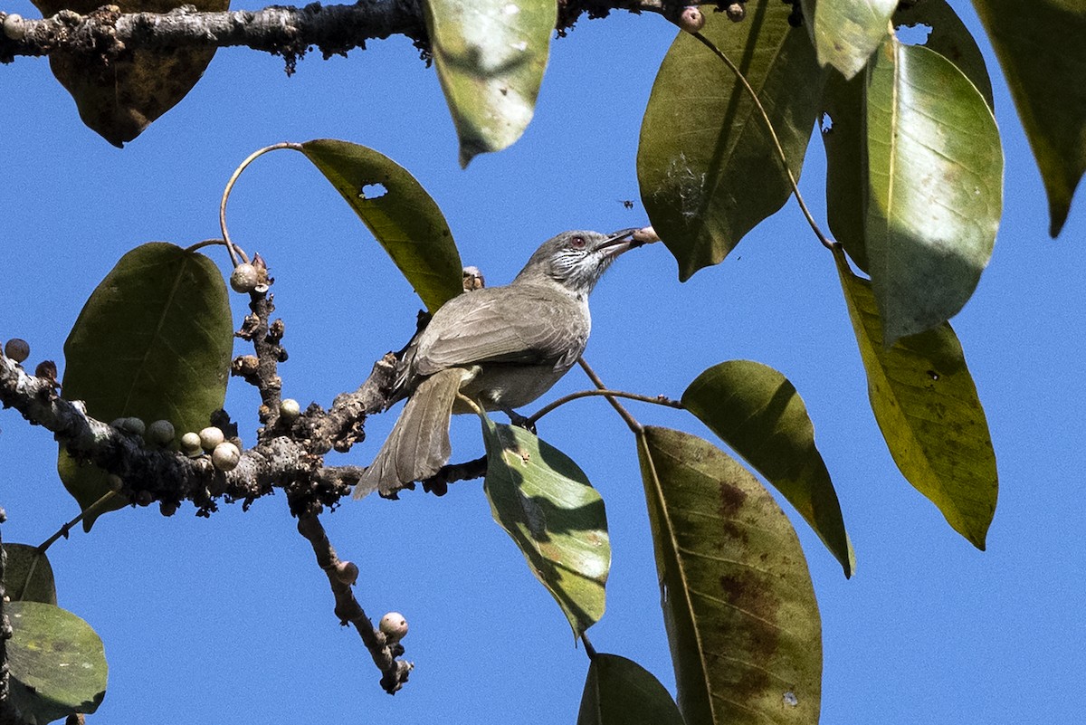 Bulbul de Blanford Occidental - ML615671069