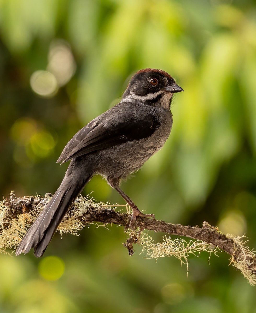Northern Slaty Brushfinch - ML615671080