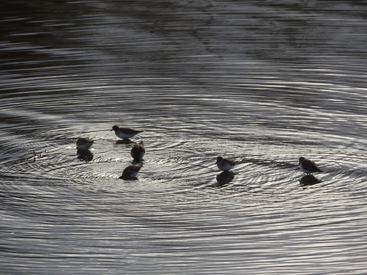 Least Sandpiper - ML615671105