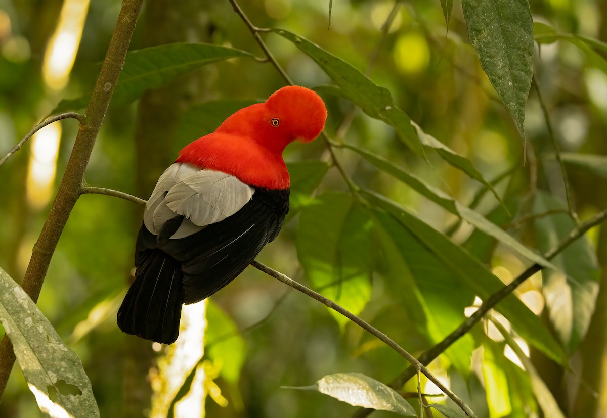 Andean Cock-of-the-rock - ML615671109