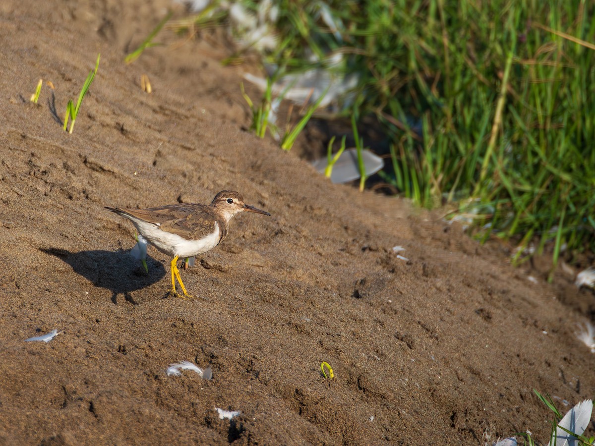 Spotted Sandpiper - ML615671113