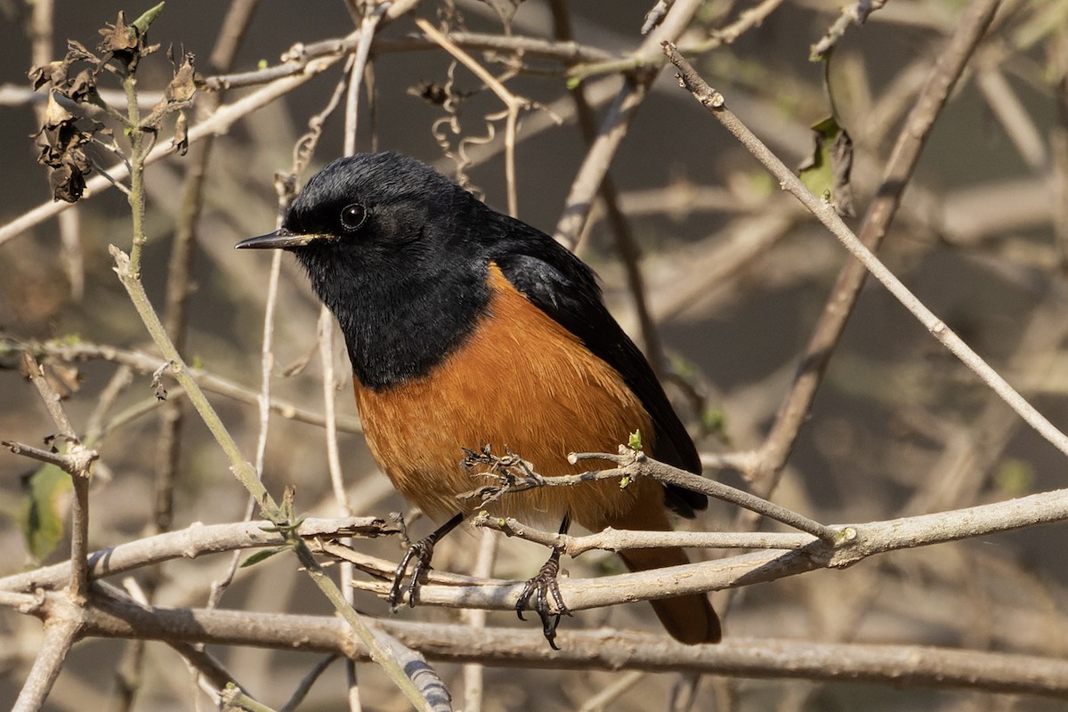 Black Redstart - ML615671116