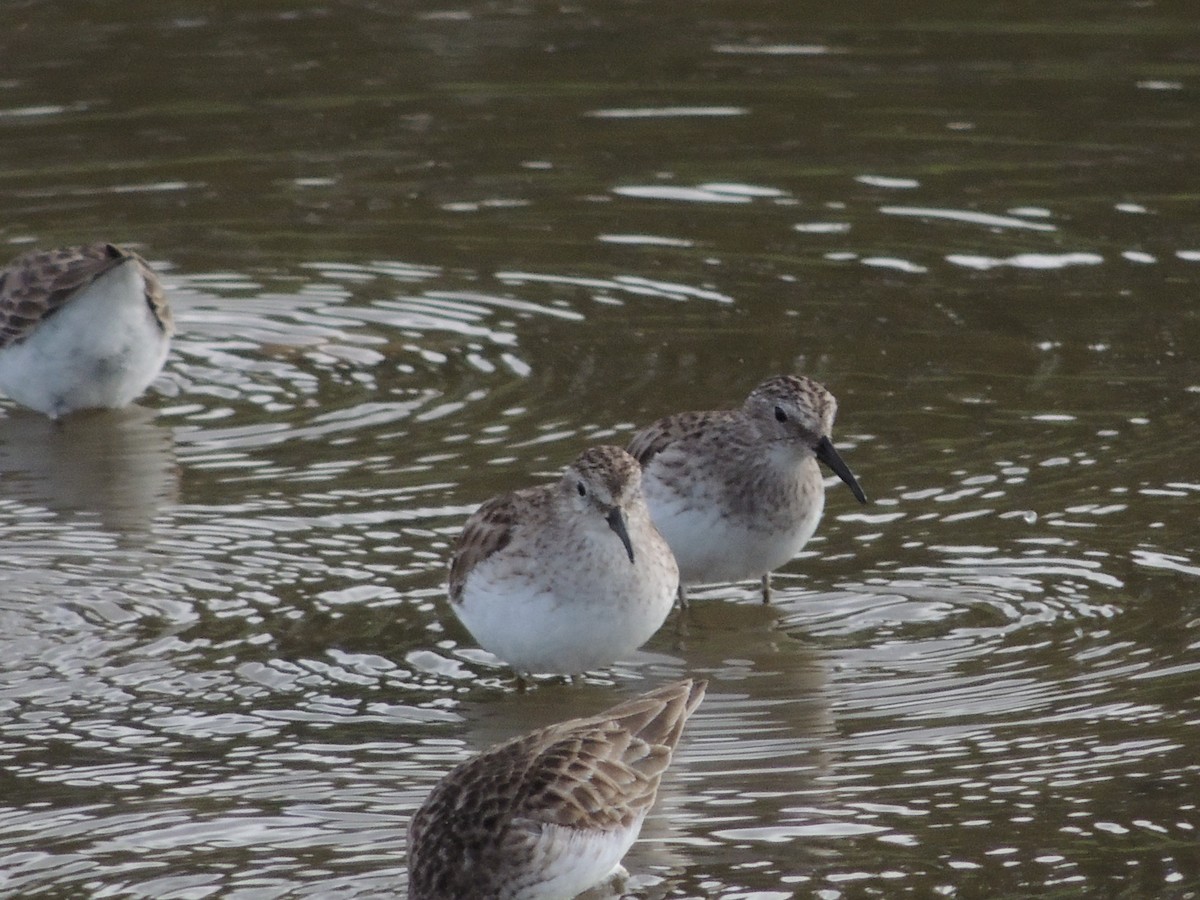 Least Sandpiper - ML615671121